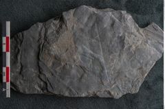Foto (Detailansicht) von Ulmophylon latifolium Ettingshausen (NHMW-GEO-2024-0188-10240)